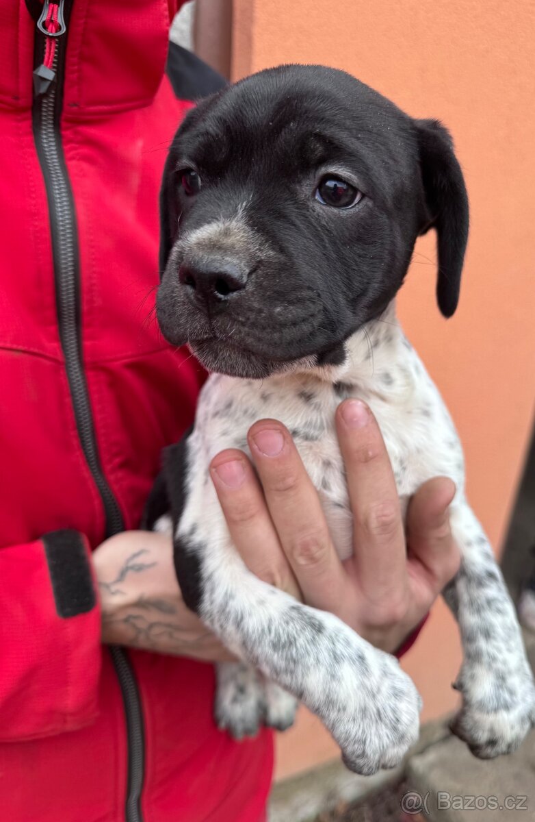 Daruji do dobrých rukou