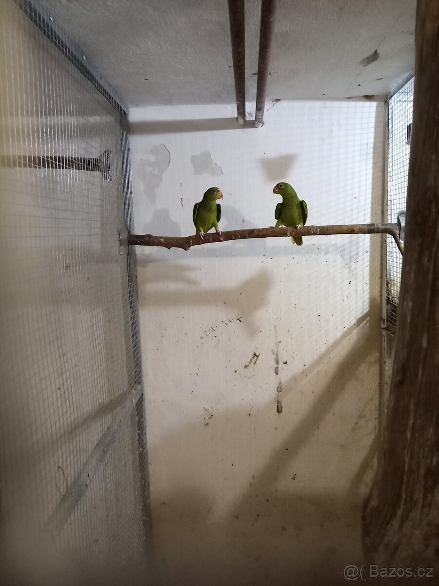 Prodám amazoňan běločelý