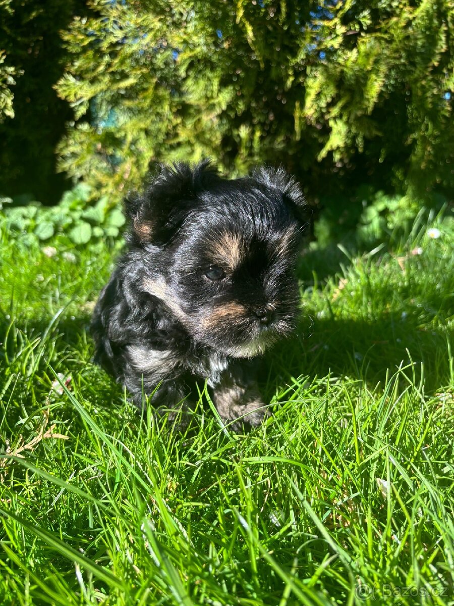 Yorkšírský teriér