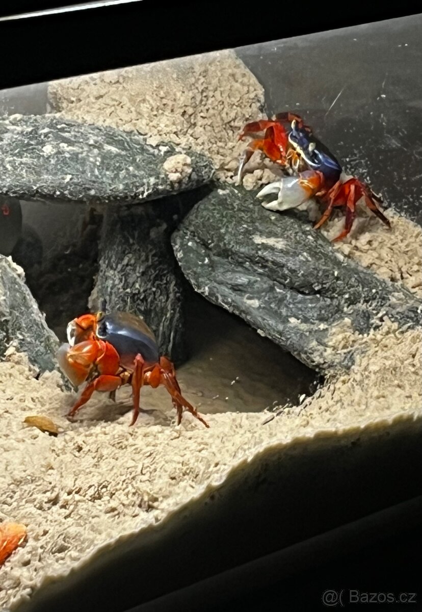 Krab Suchozemský