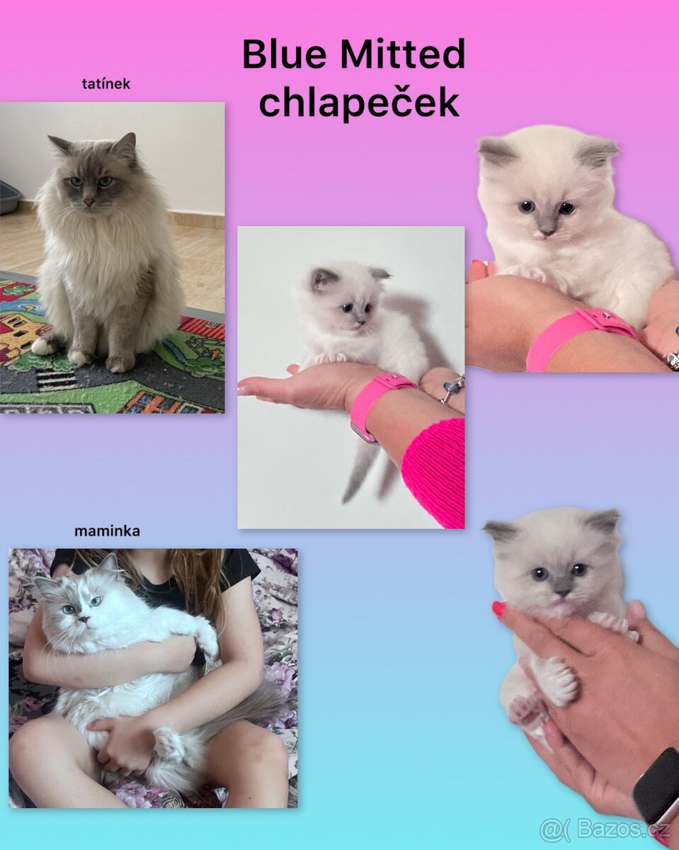 Ragdoll kotě