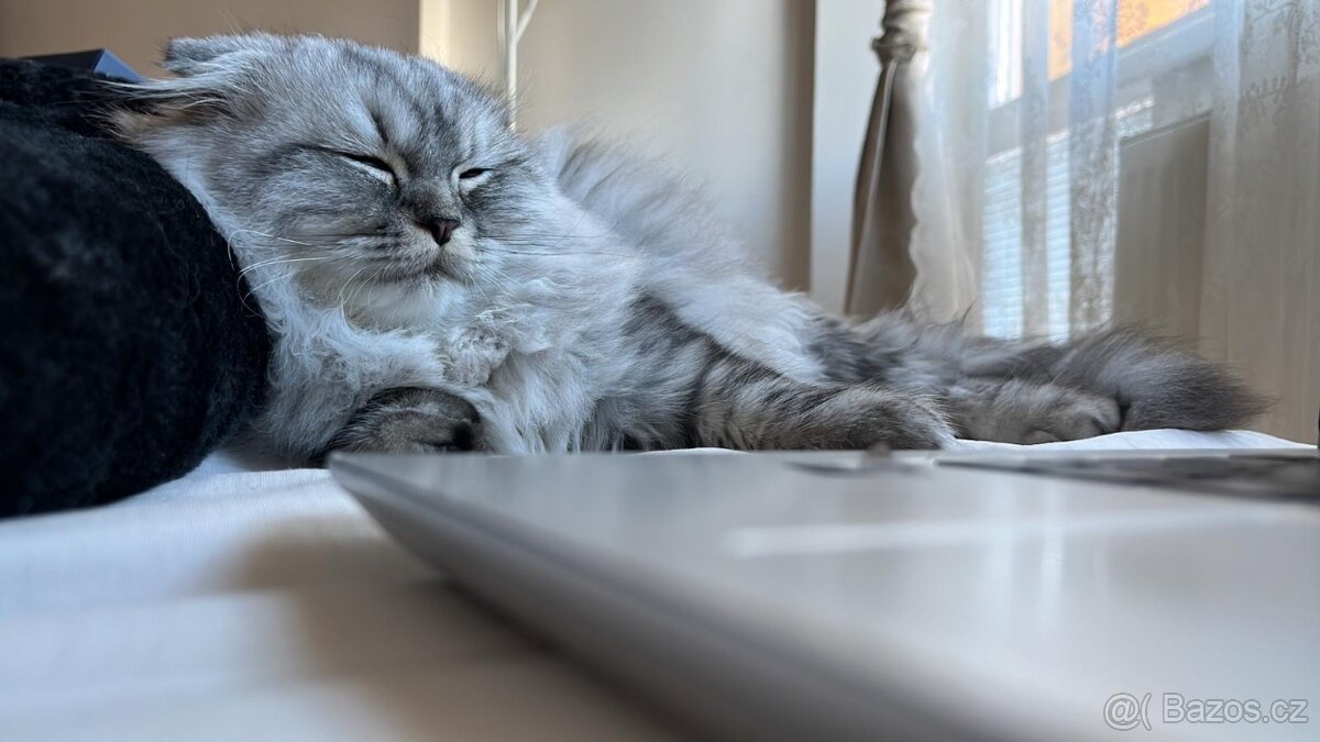 Britský kocour ke krytí 😻