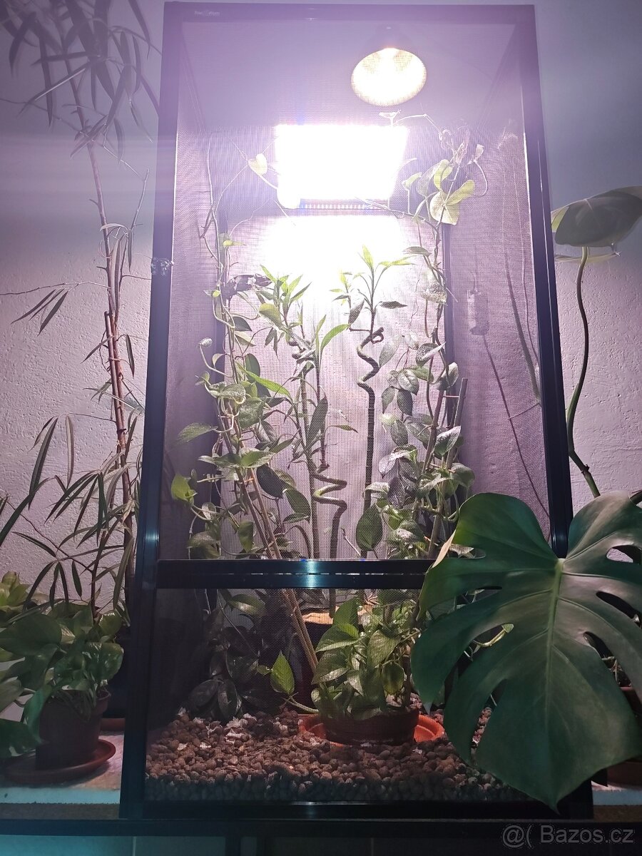 Chameleon