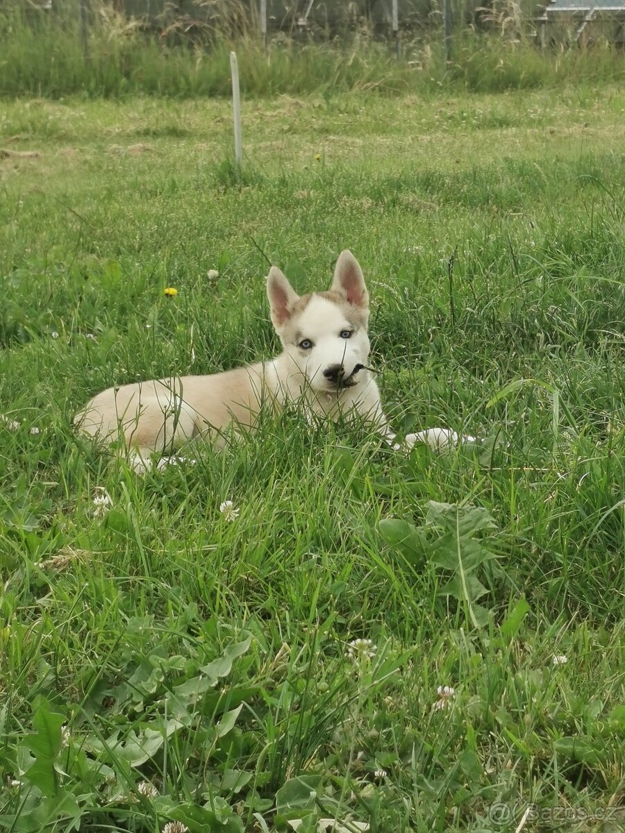 Sibiřský Husky - štěňátka