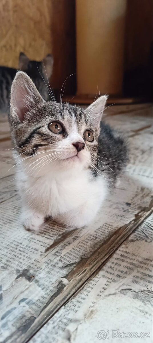 Daruji dvě koťata (holky)