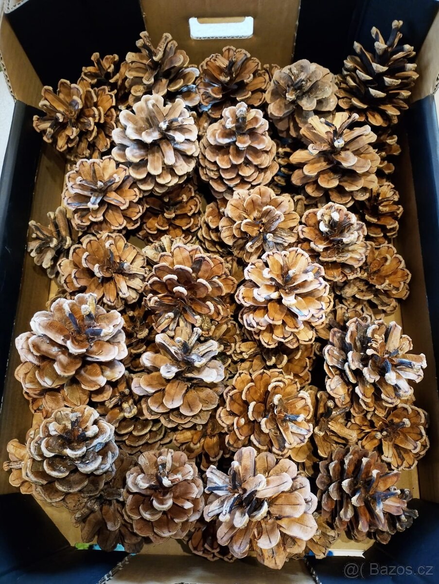 Šišky na tvoření a na dekorace