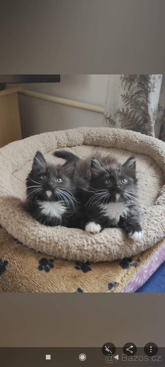 Mainská mývalí bez p.p.