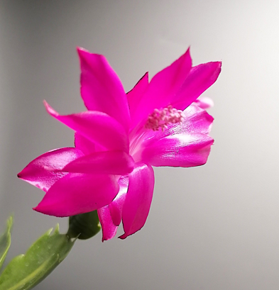 Schlumbergera - Vánoční kaktus: Thor Sarah (řízek)