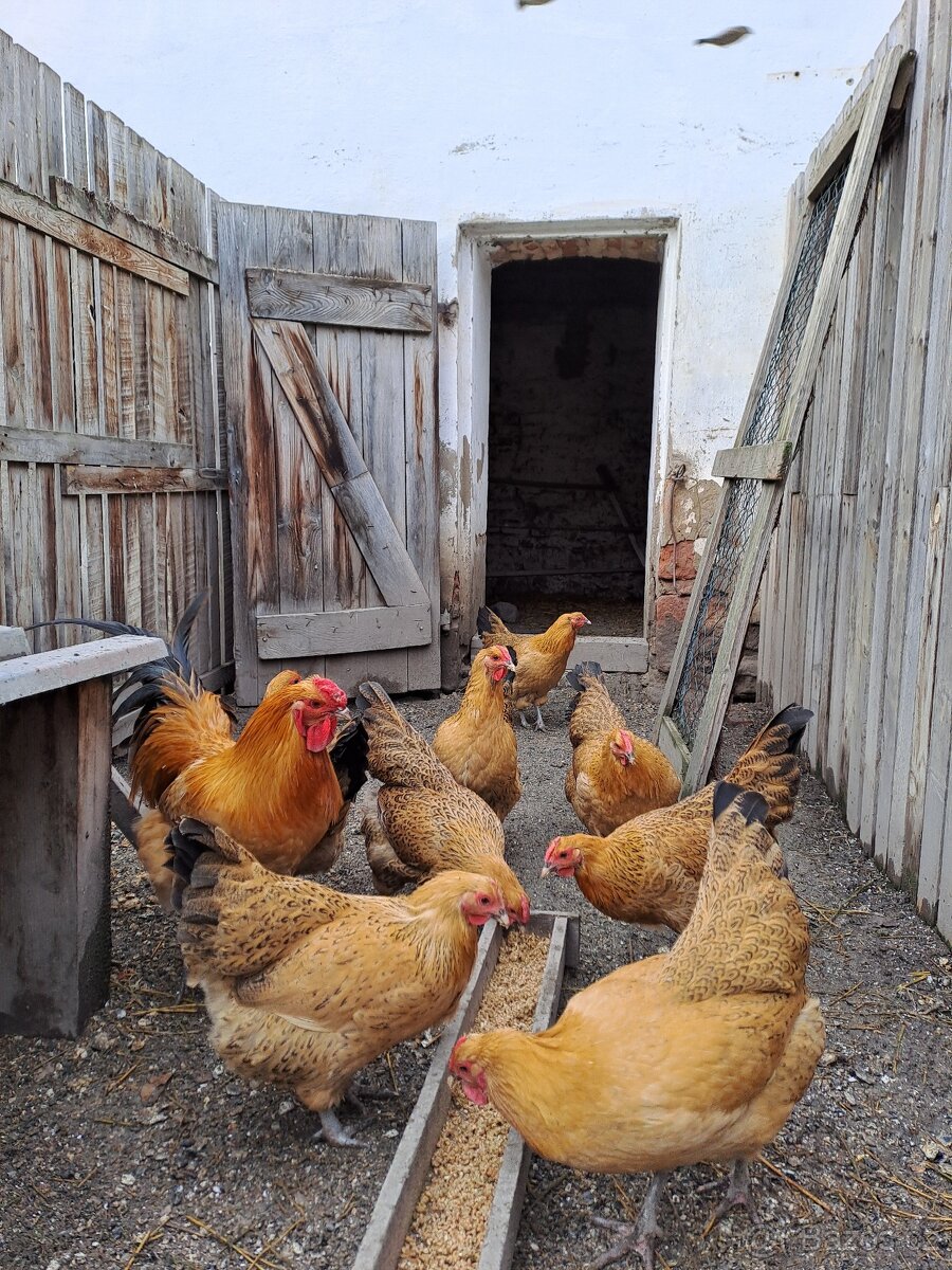 Násadová vejce