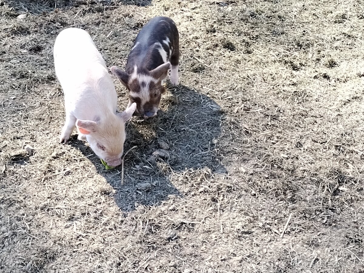 Kune Kune