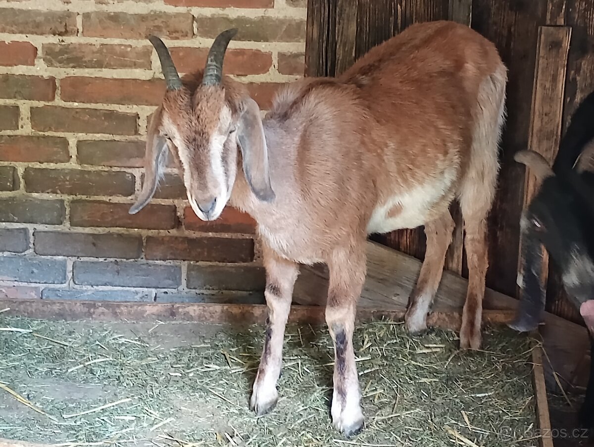 Mladá koza