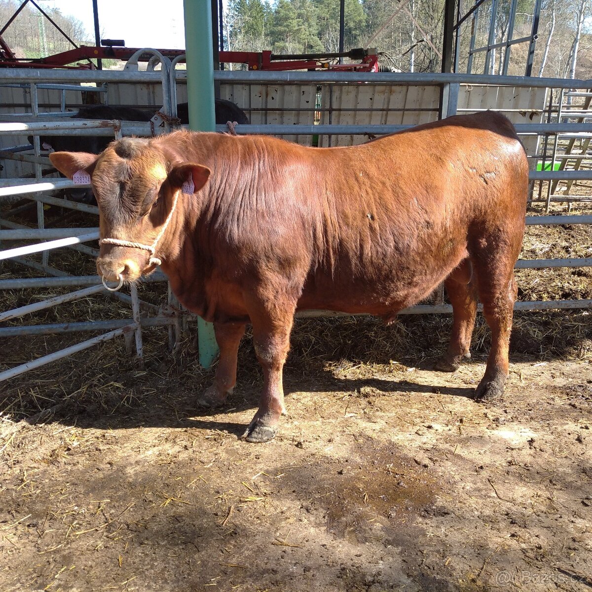 Prodám plemenné býky Aberdeen Angus