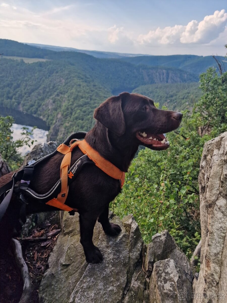 Hledá novou rodinu — Tayna, čokoládově hnědá labradorka. Jej