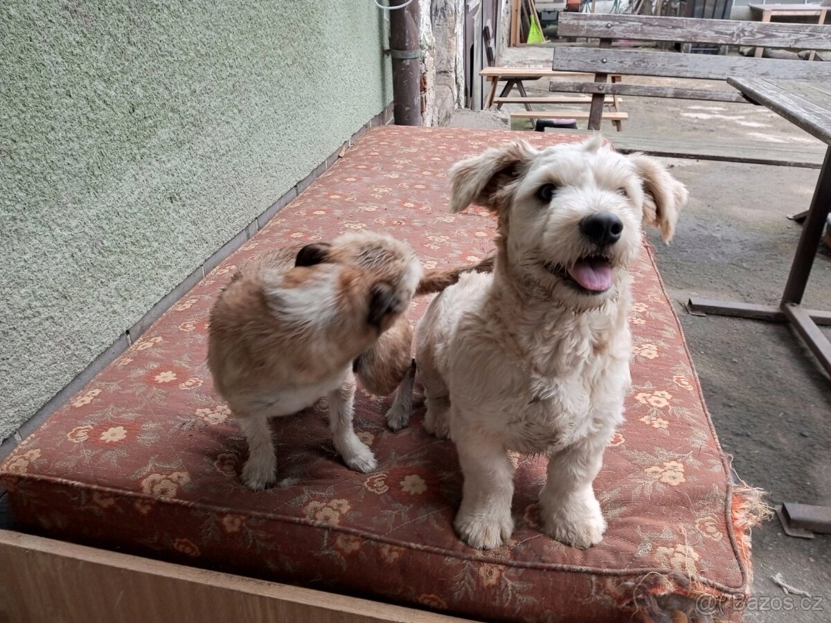 Kříženec lhasa apso ×jezevčík