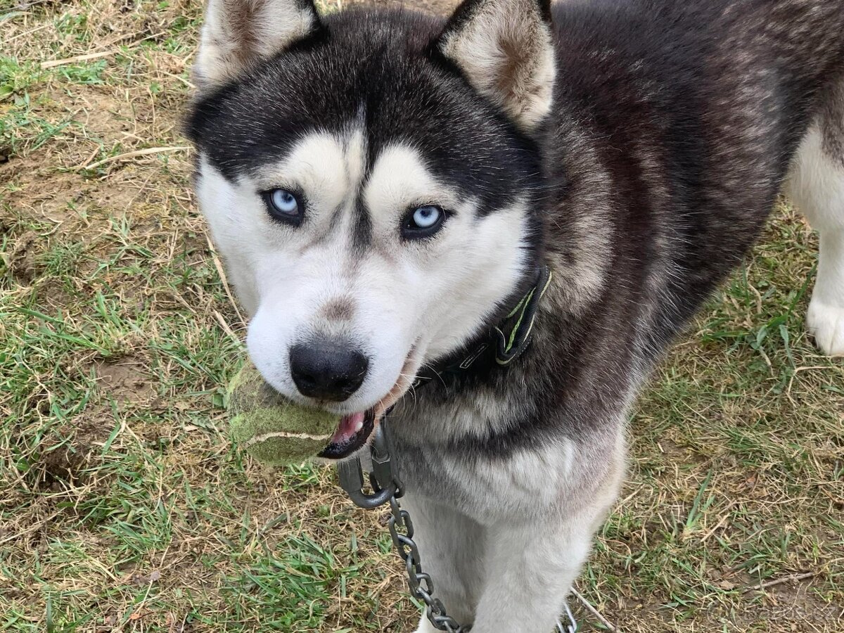 Dáváme do dobrých rukou