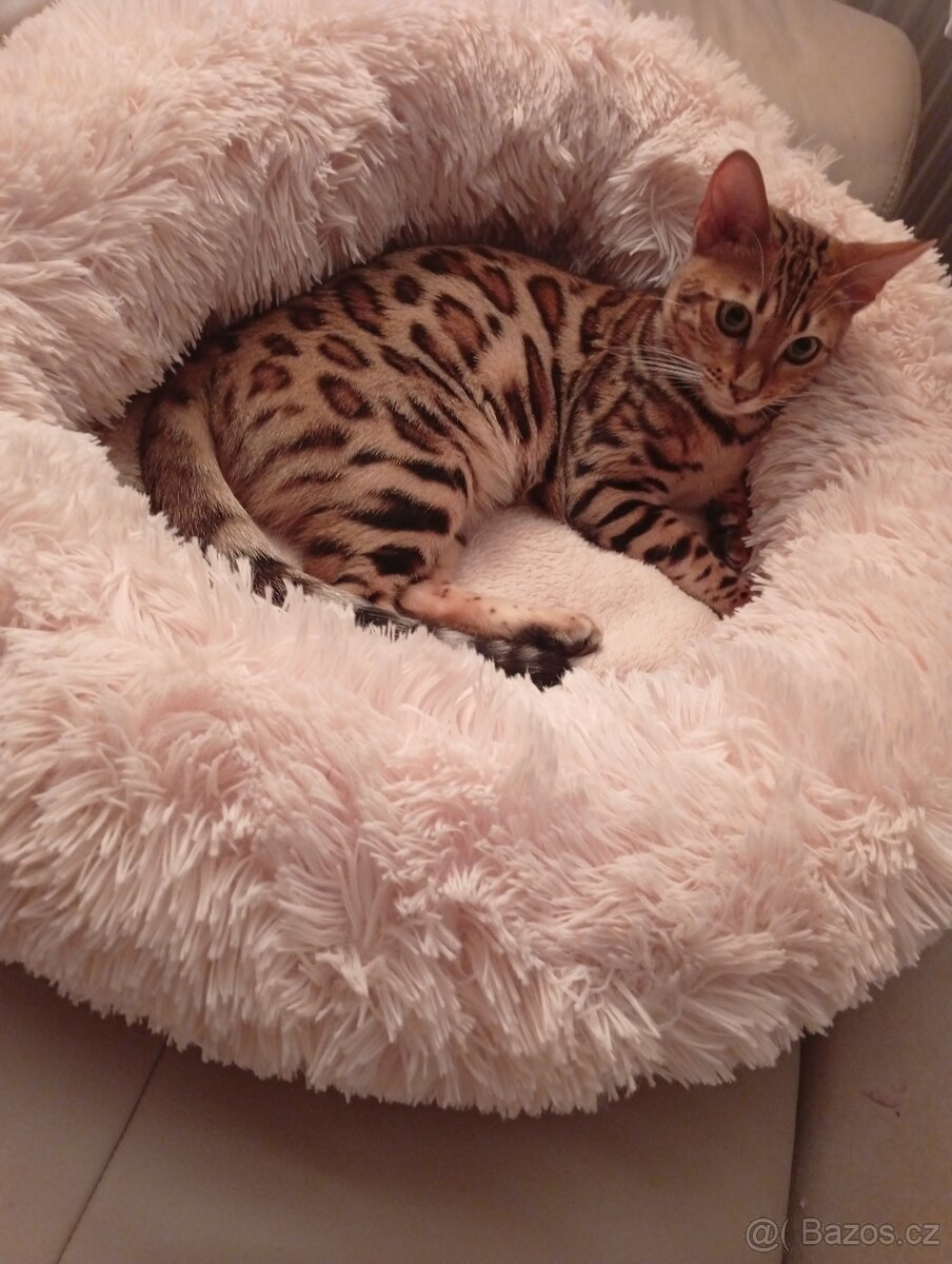 Bengalská kočka