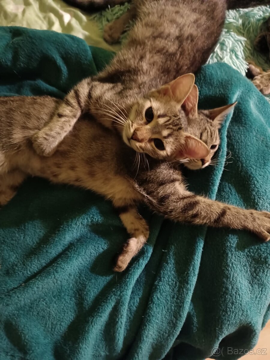 KÁJA a BÁJA ( adoptovaná ) - kastrované kočičkyíců