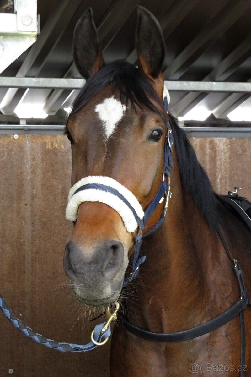 Šestiletá charakterní velká klisna