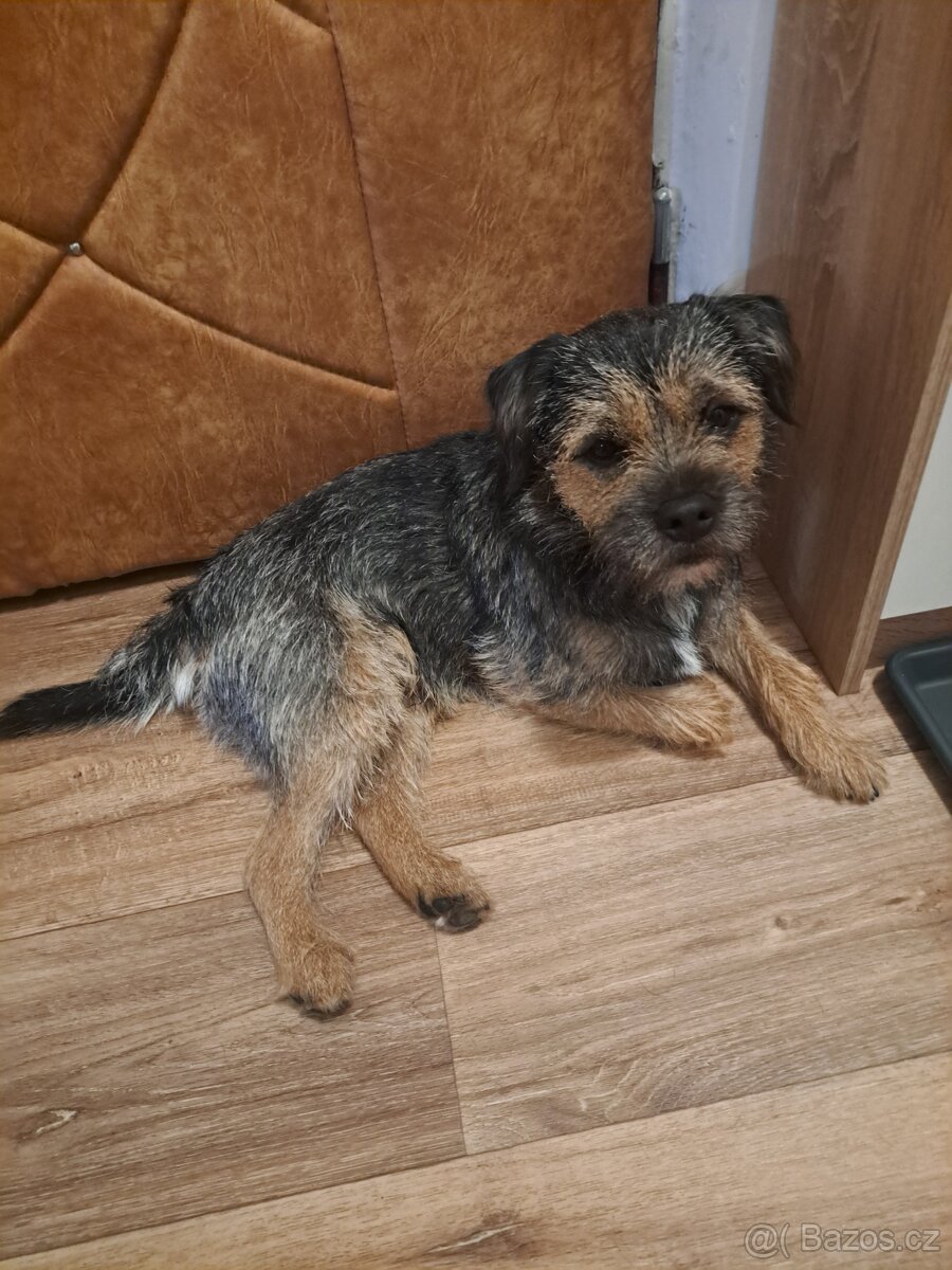 Nabízím ke krytí Border teriéra