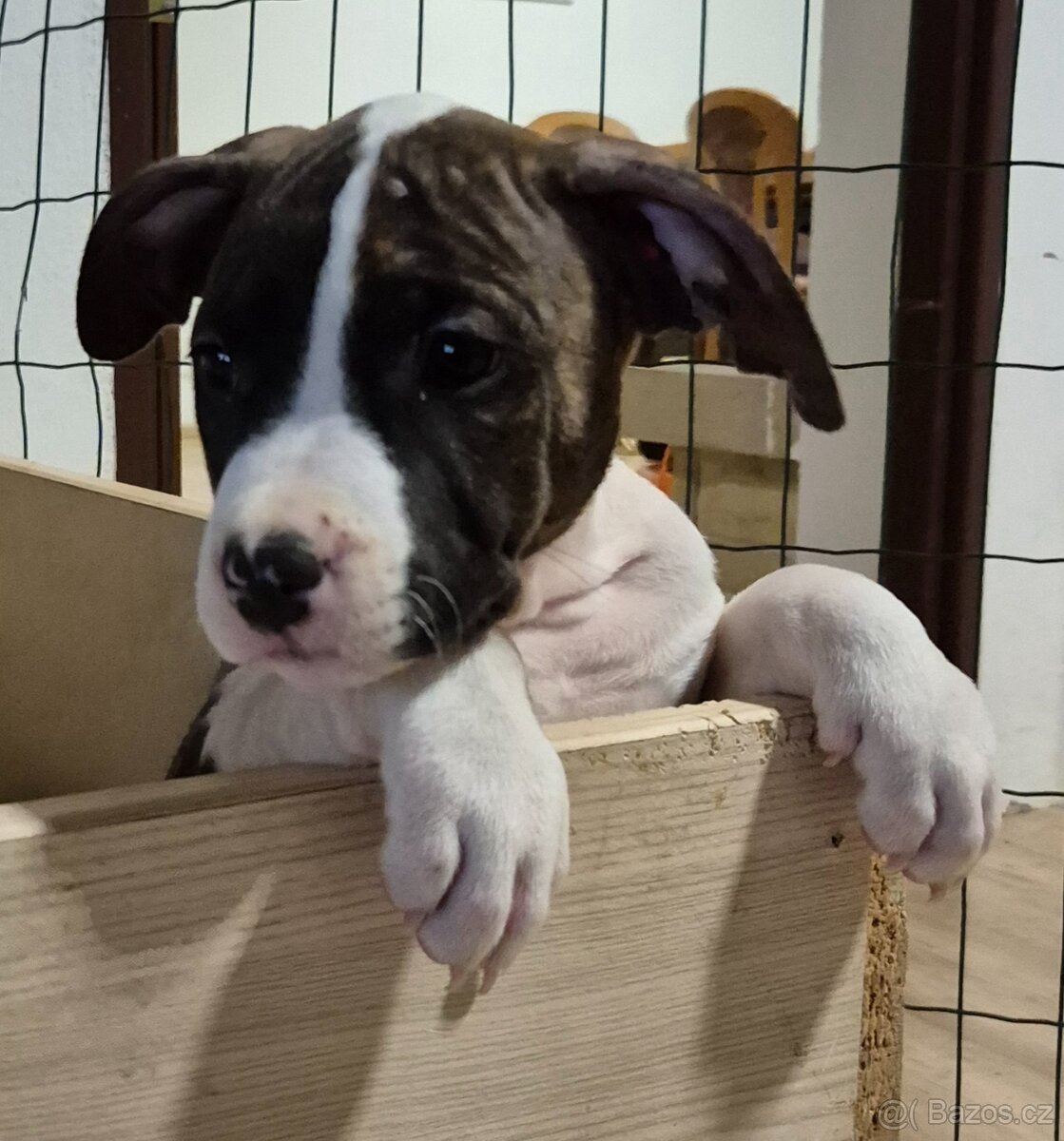 Americký stafordšírský teriér s PP