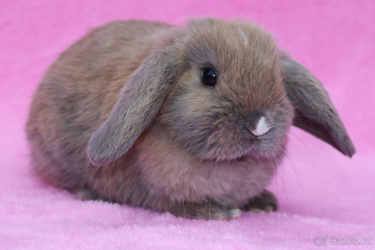 Zakrslý beránek samička .