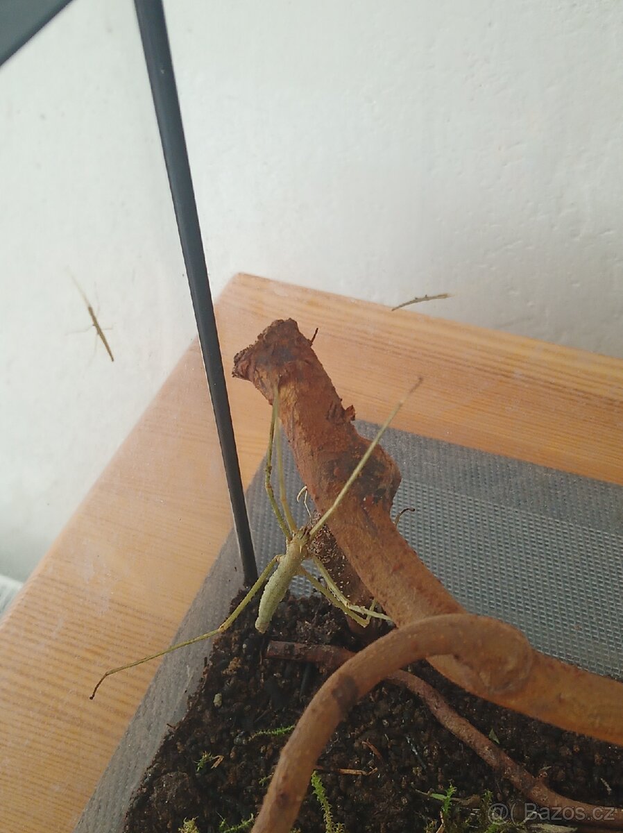 Prodám pakobylku rohatou