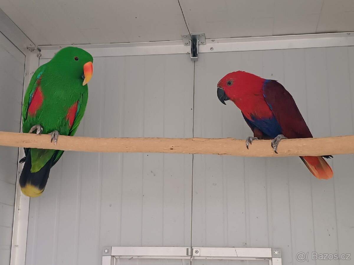 Eklektus různobarevny