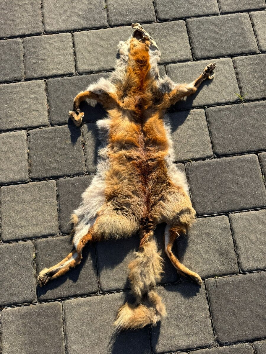 Kuze liska