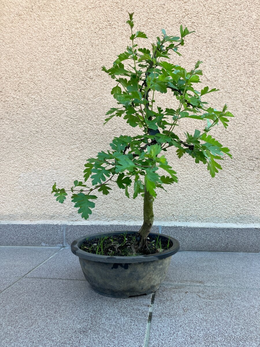 Bonsai, Bonsaj, jamadori, hloh