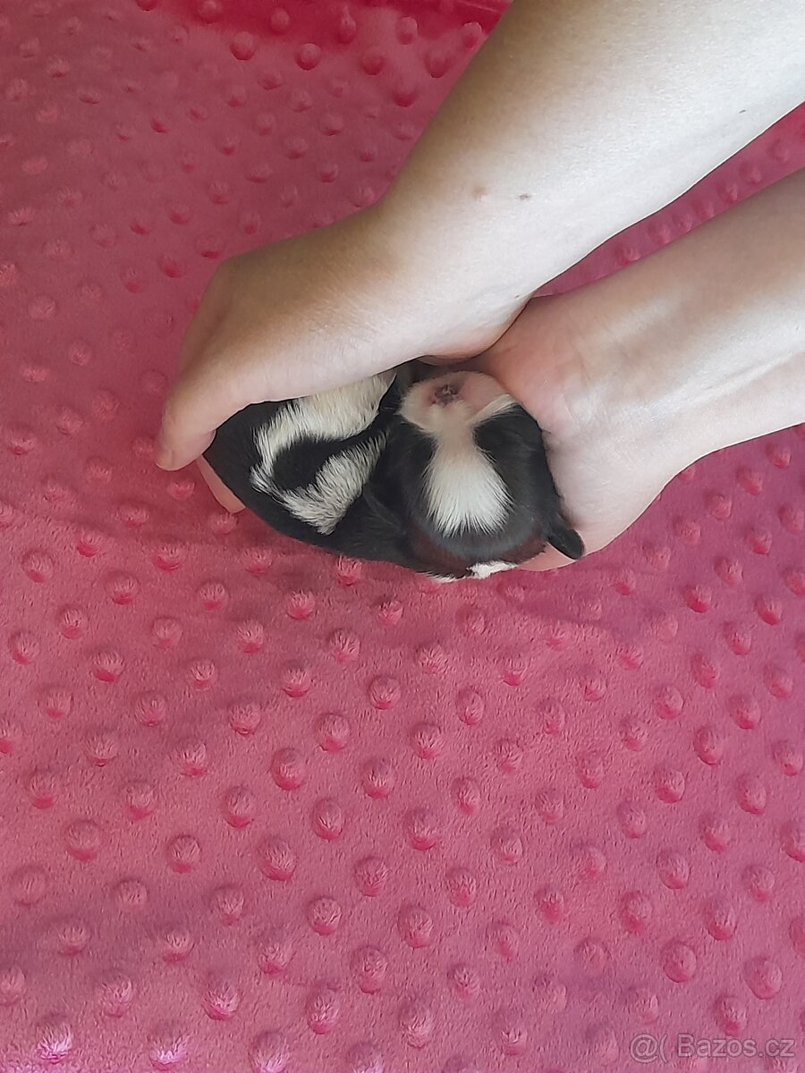 Shih Tzu
