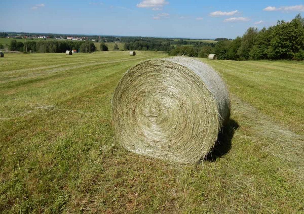 Balíky - jetel, seno