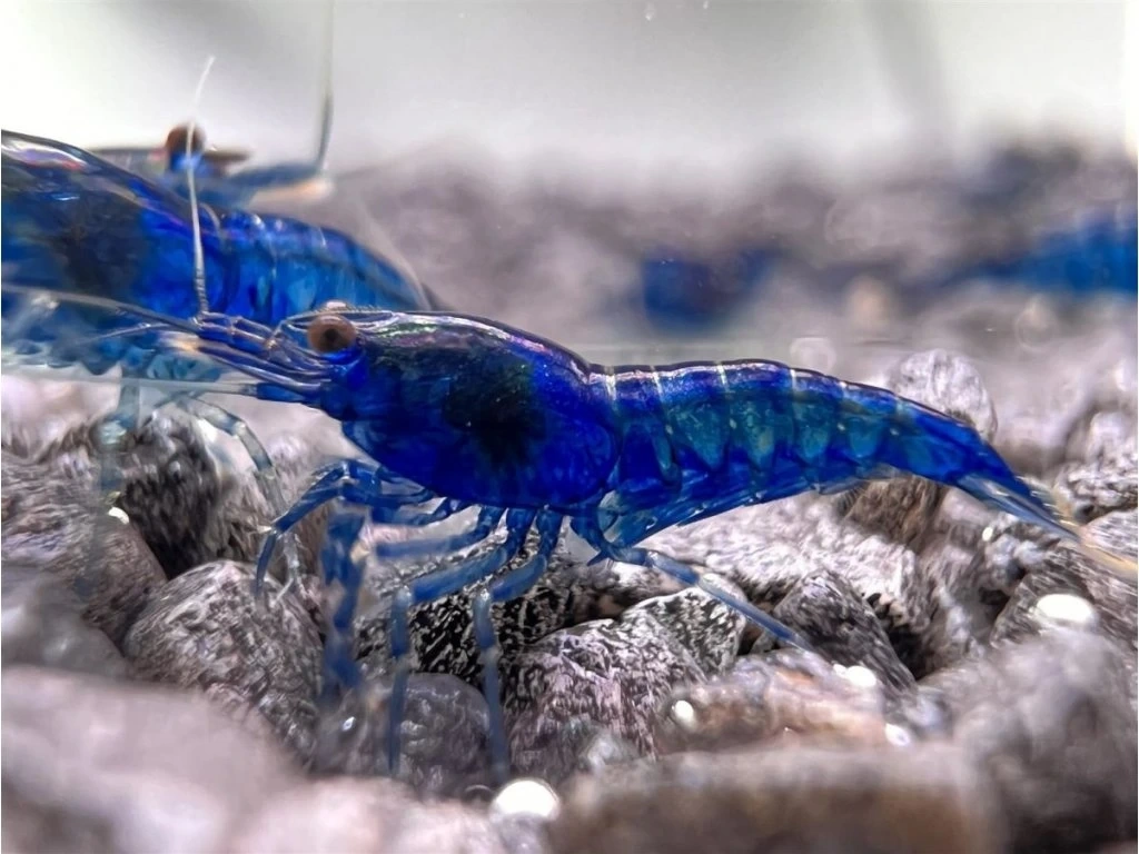Krevetky Neocaridina