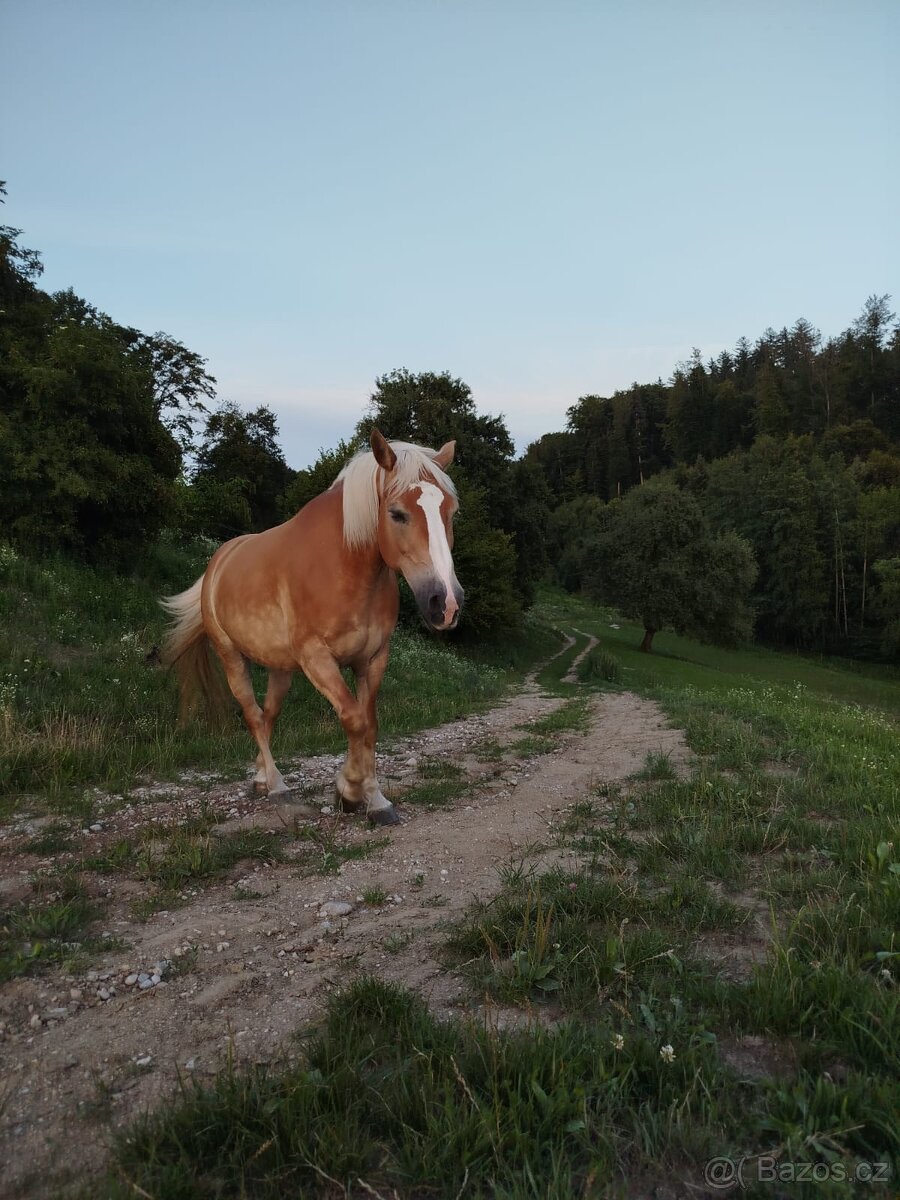 Kobyla