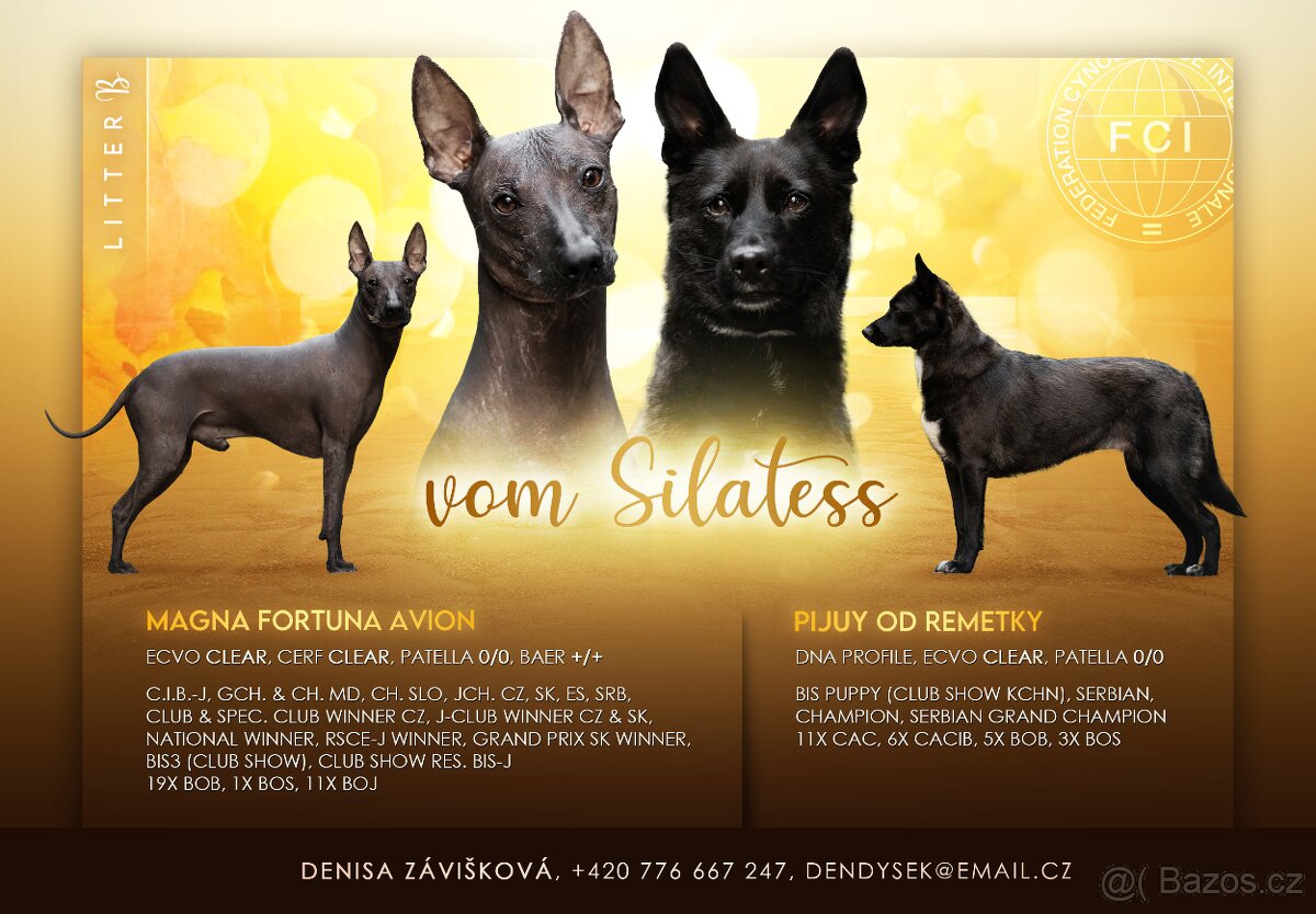 Peruánský naháč - malý/střední