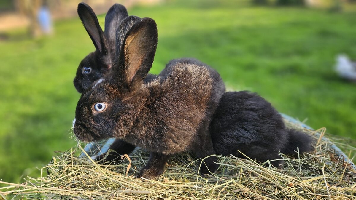 Vídeňský černý × Vídeňský bílý