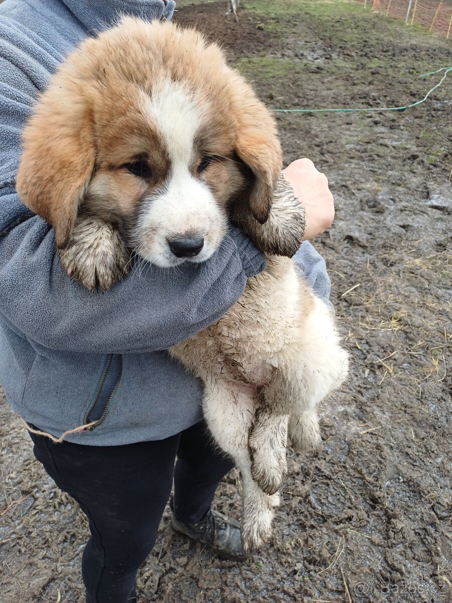 Moskevský strážní pes