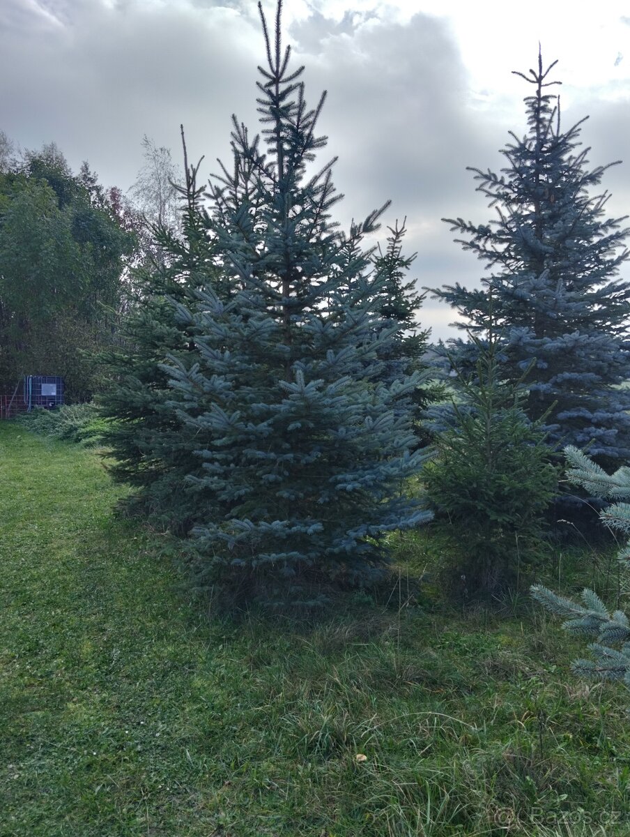 vanočni stromek velky