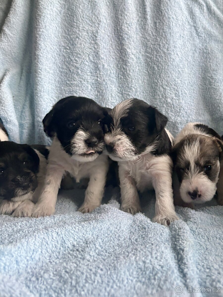 Knírač malý barevný