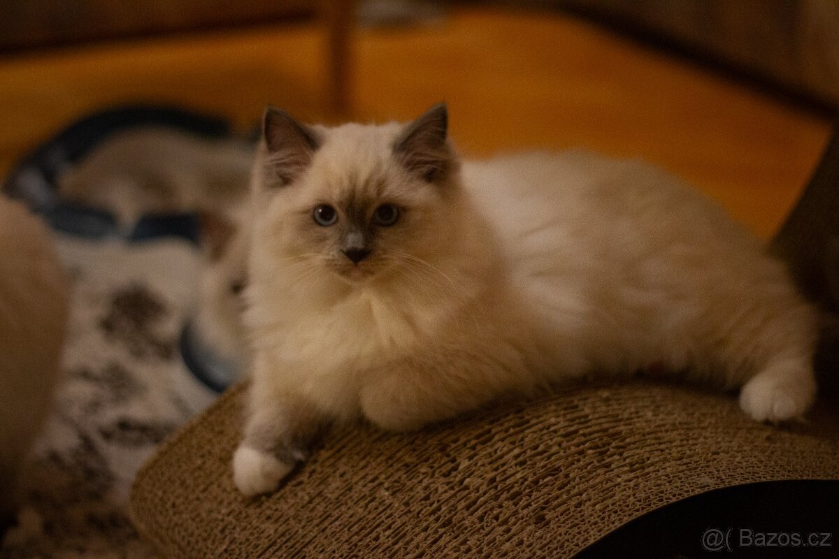 Ragdoll Koťata s PP