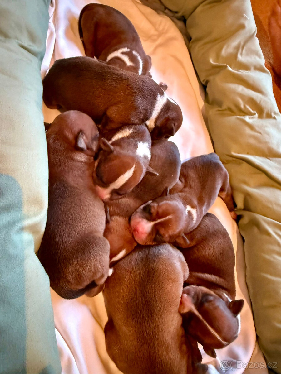 Stafordšírský bulterier