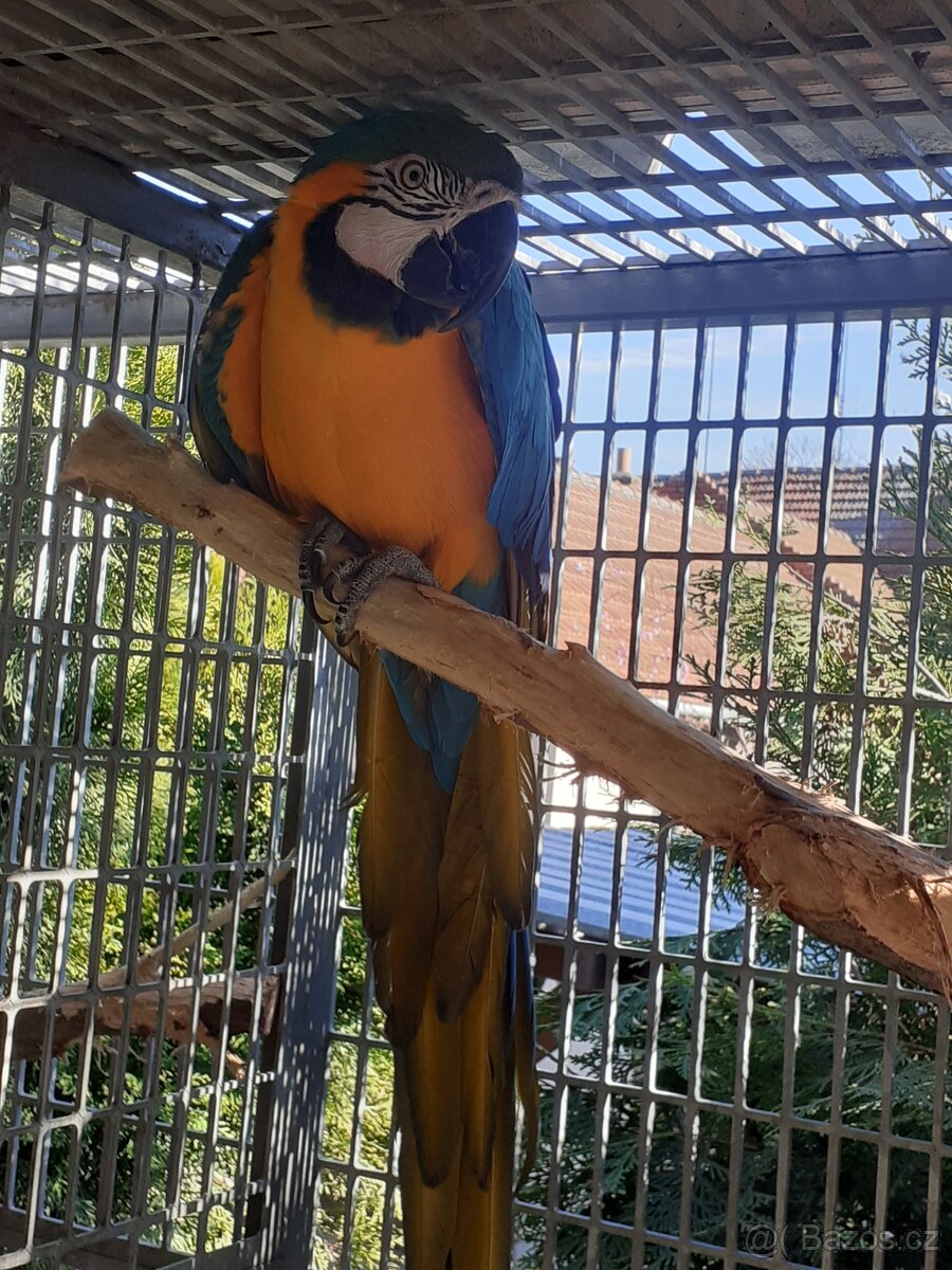 Ararauna