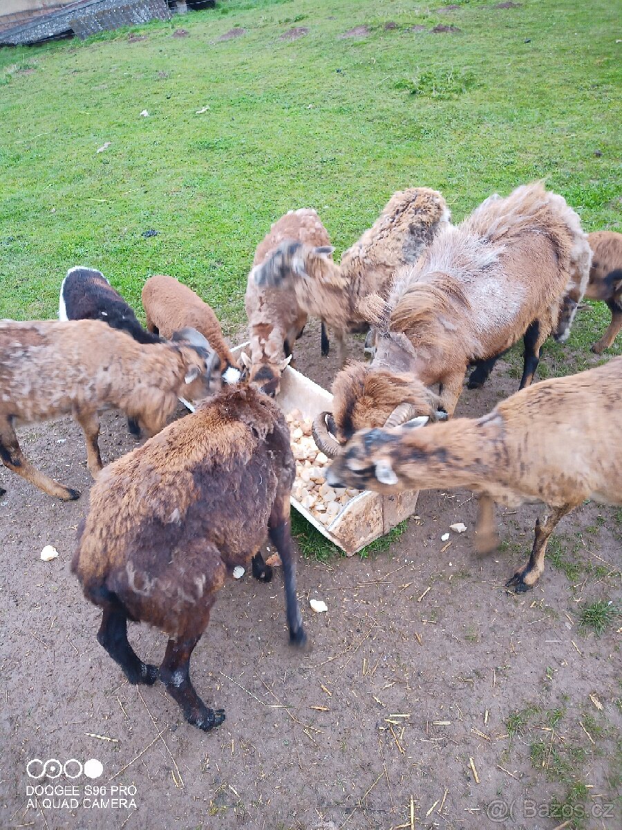 Ovce kamerunská