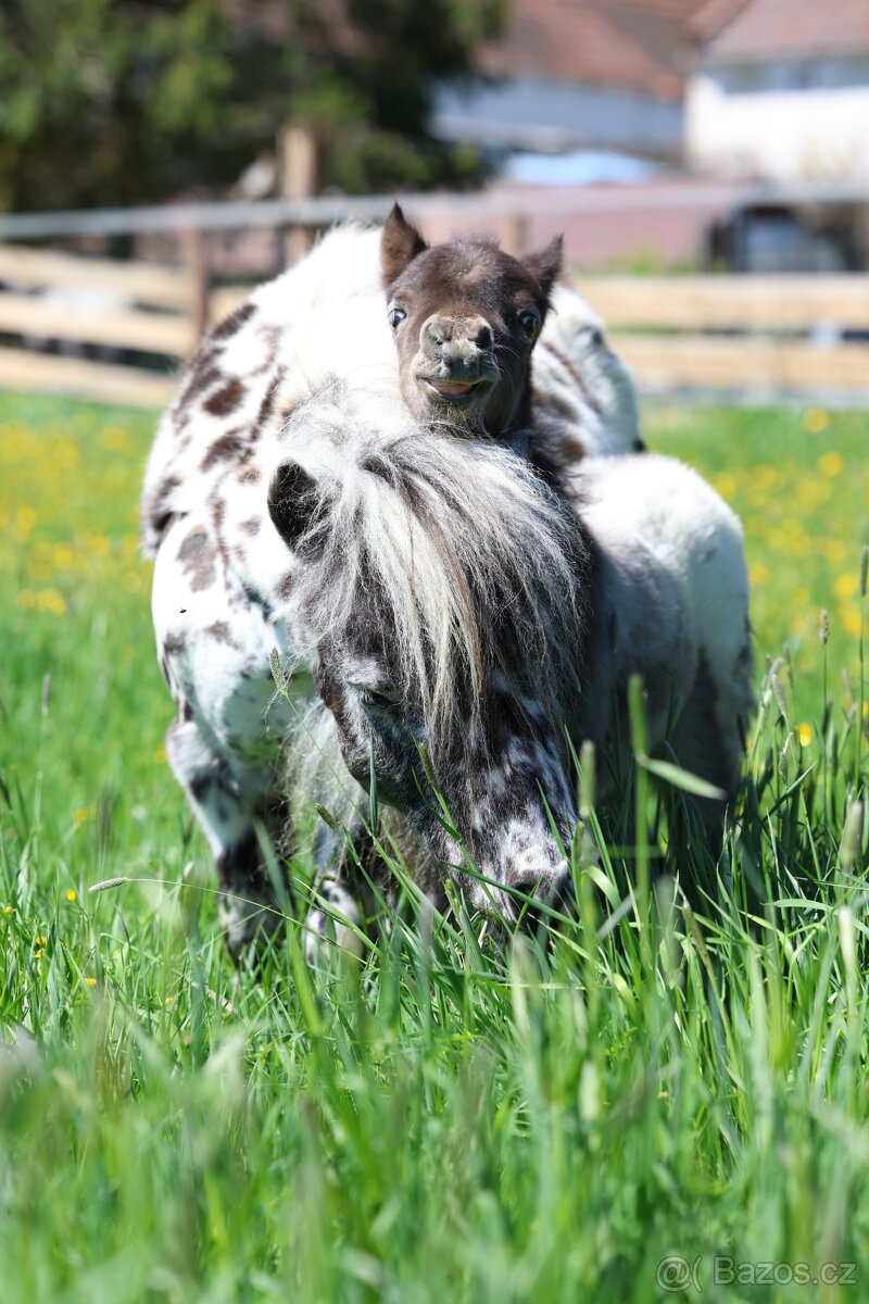 ATRAKTIVNÍ minihorse hřebeček