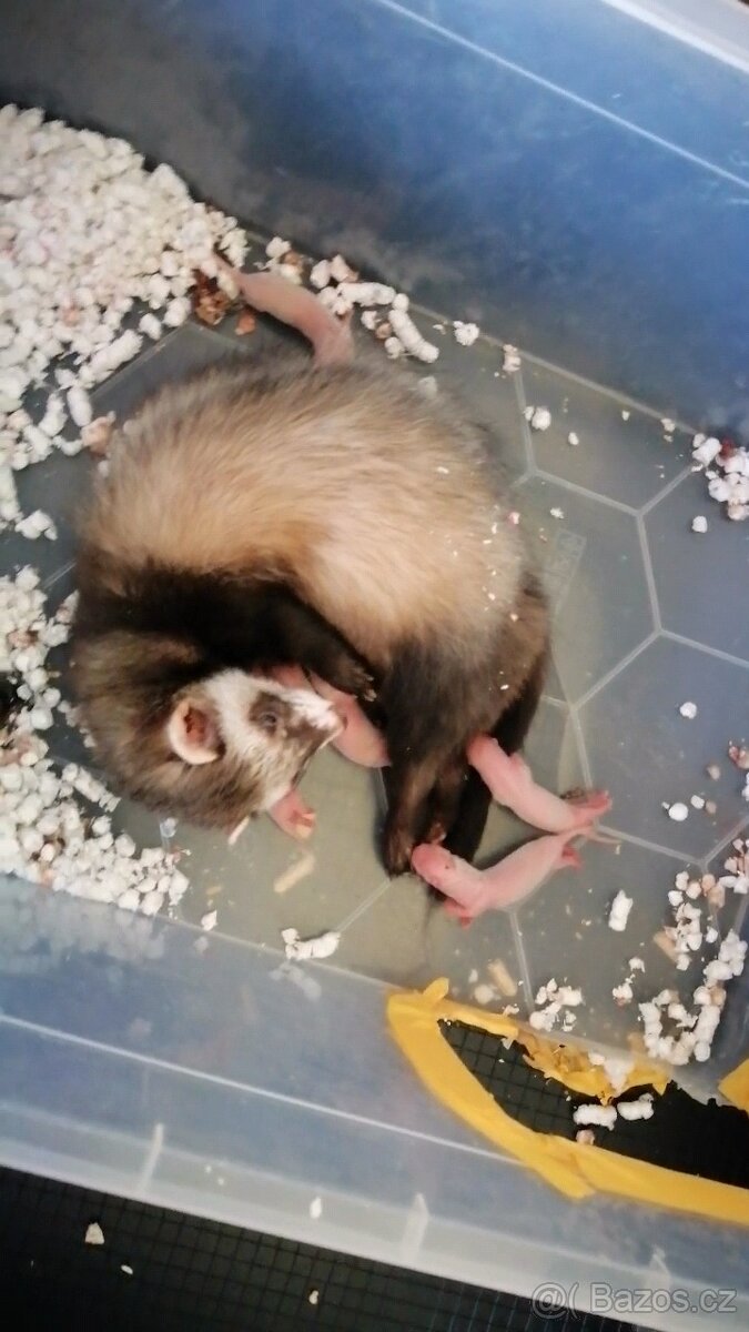 Fretka mláďata