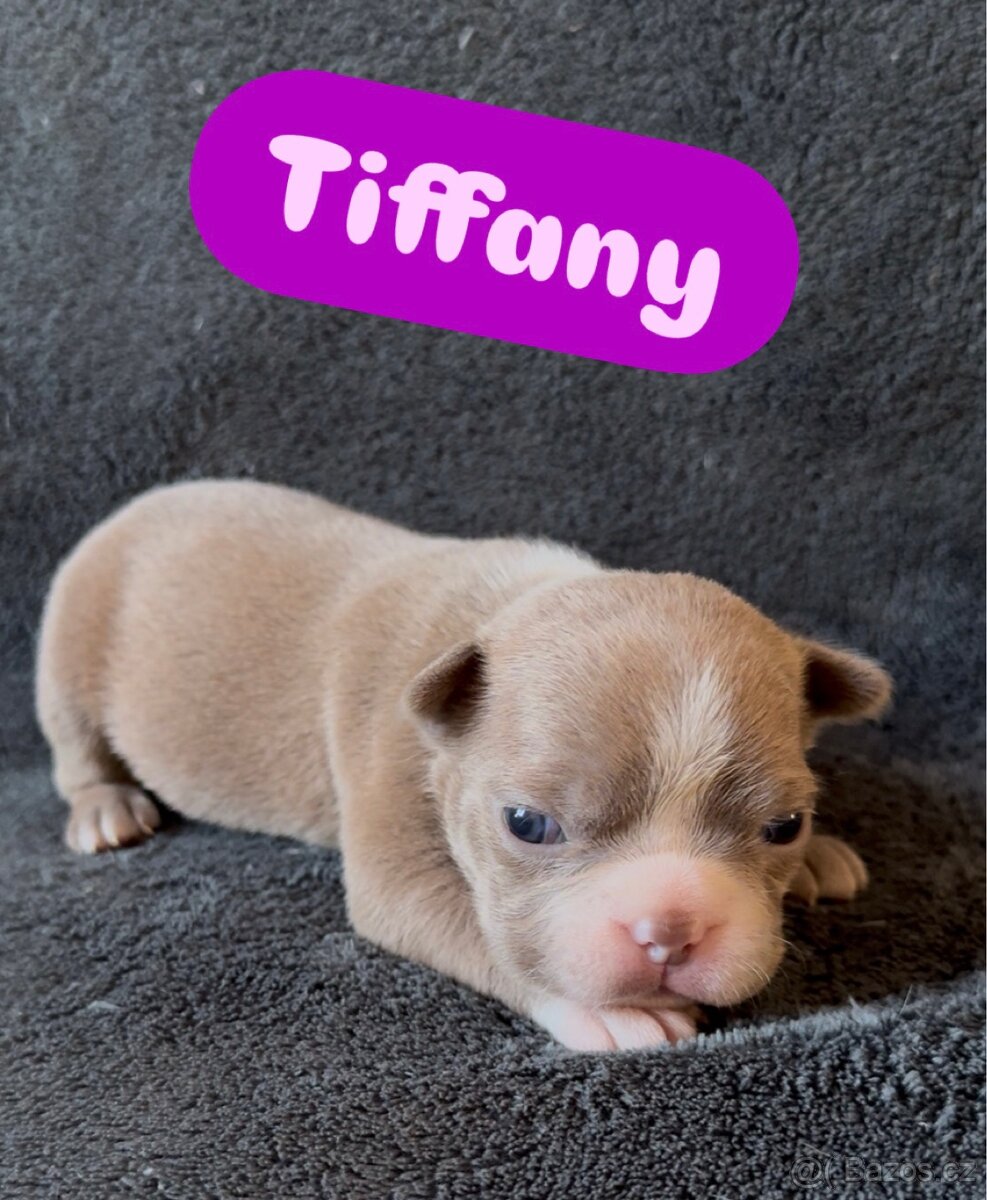 Bostonský teriér s PP