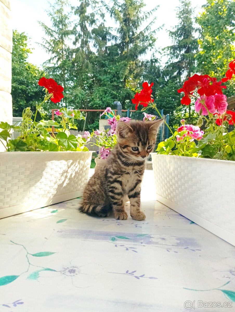 Polobritská kočička a kocourek