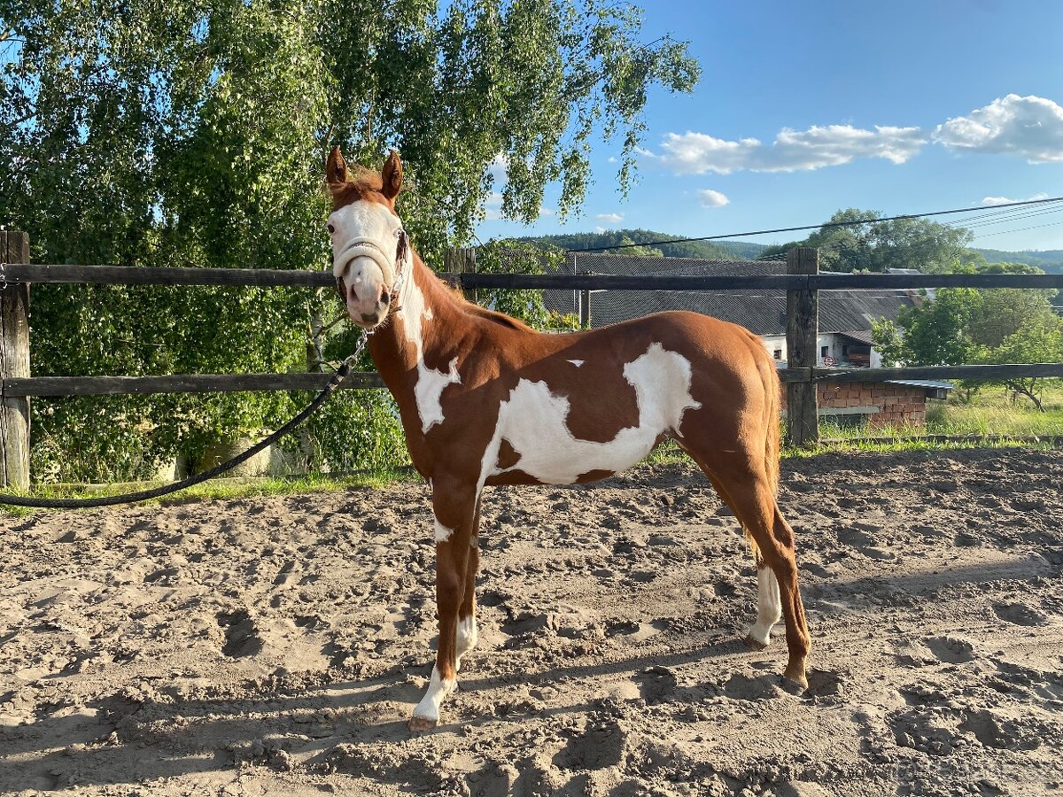 Roční kobylka American Paint Horse