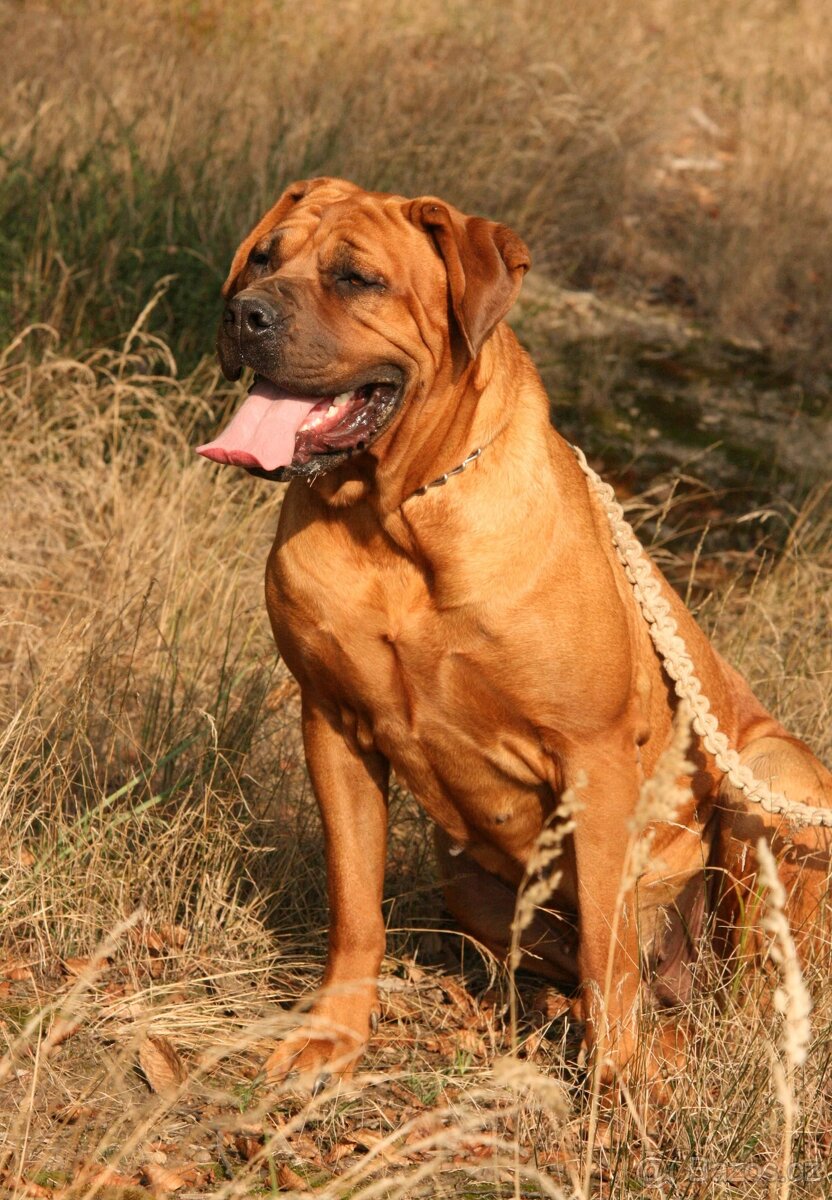 Tosa inu fenka daruji