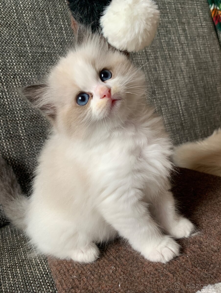 ❤️🌟Nádherná kočička Ragdoll s PP