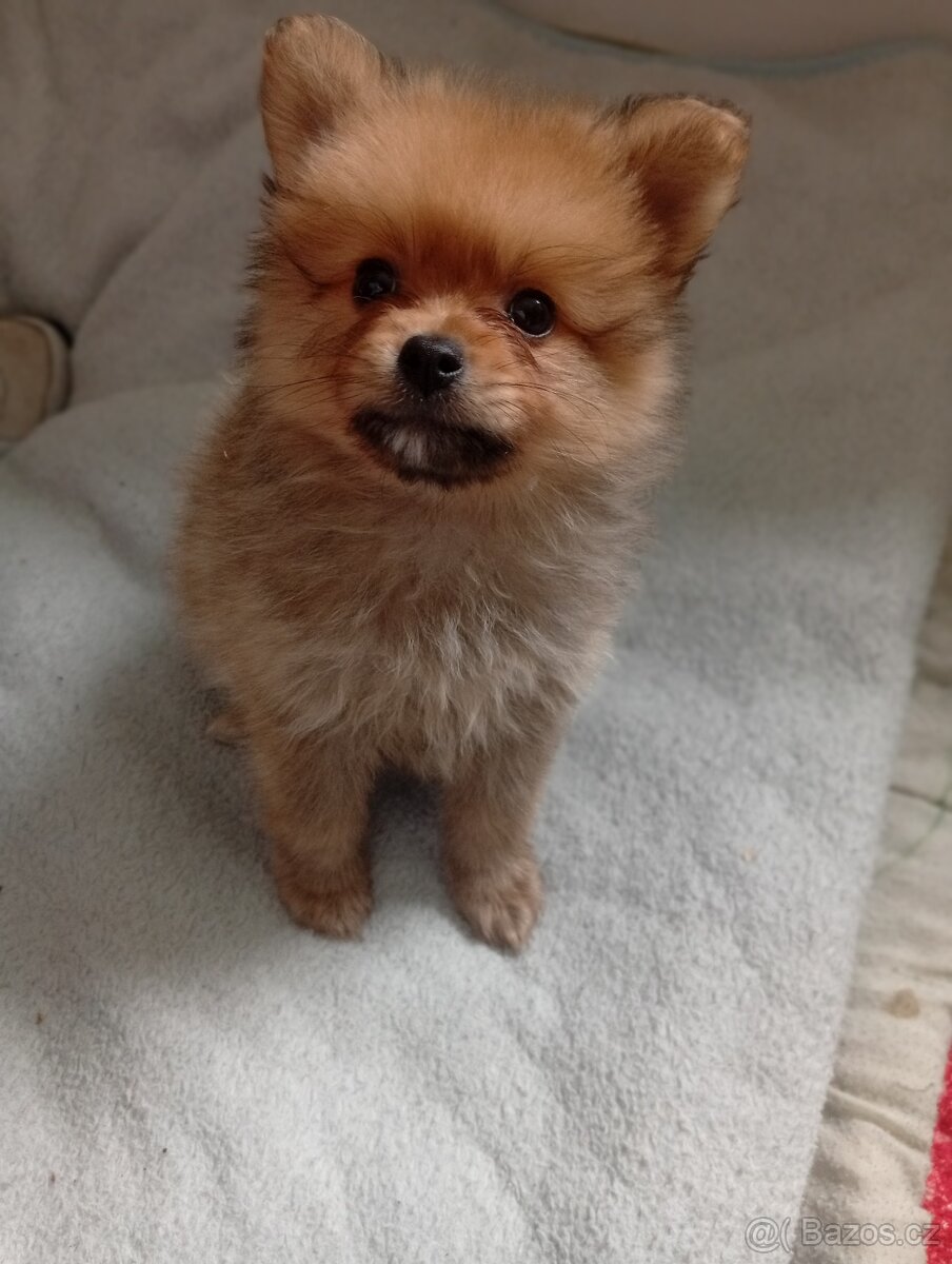 Pomeranian